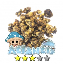 Magic Truffles | Psilocybe Atlantis 10,95   Magic Truffles