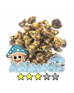 Magische Truffels | Psilocybe Atlantis 10,95   Magische Truffels