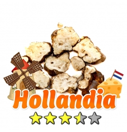 Budget Truffles | Psilocybe Hollandia € 12.95 Magic Truffles