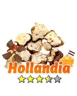Budget Truffels | Psilocybe Hollandia € 12.95 Magische Truffels