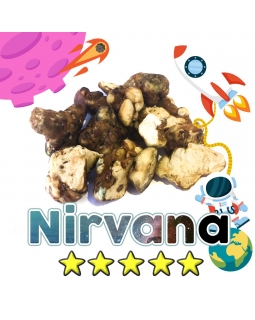 Budget Truffles | Psilocybe Nirvana € 0.00 Magic Truffles
