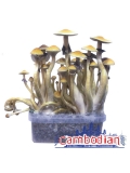 Psilocybe Cubensis Cambodian -  Grow kit