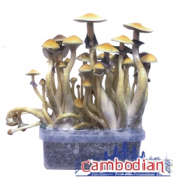 Psilocybe Cubensis Cambodian - Magic Mushroom Grow Kit 0,00   Paddo Growkits