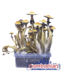 Psilocybe Cubensis Cambodian - Magic Mushroom Grow Kit 0,00   Paddo Growkits