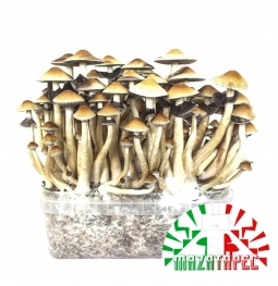 Psilocybe Cubensis Mazatapec - Magic Mushroom Grow Kit 0,00   Paddo Growkits