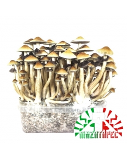 Psilocybe Cubensis Mazatapec - Grow kit 0,00   Magic Mushroom Growkits