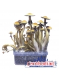 Psilocybe Cubensis Cambodian - Magic Mushroom Grow Kit 0,00   Paddo Growkits