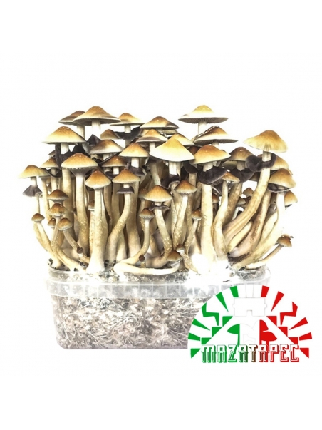 Order Psilocybe Cubensis Mazatapec - Magic Mushroom Growkit online | Next Level Smartshop Webshop