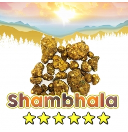 Magische Truffels | Psilocybe Shambhala 12,95  € Home