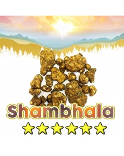 Magische Truffels | Psilocybe Shambhala 12,95  € Home