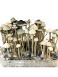 Copelandia Ogre Boy Mushroom Grow Kit