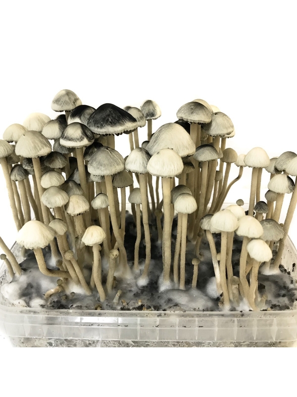 Psilocybe Cubensis Golden Teacher - Magic Mushroom Grow Kit.