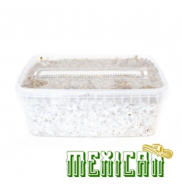 Cubensis Mexican - Magic Mushroom Grow Kit 27,95   Magic Mushroom Growkits