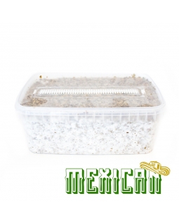 Cubensis Mexican - Magic Mushroom Grow Kit 27,95   Paddo Growkits