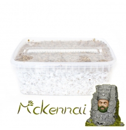 Psilocybe Cubensis McKennaii - Magic Mushroom Grow Kit 27,95  € Paddo Growkits