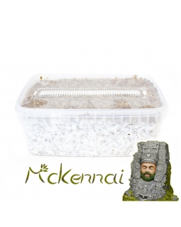 Psilocybe Cubensis McKennaii - Magic Mushroom Grow Kit 27,95  € Paddo Growkits