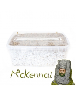 Psilocybe Cubensis McKennaii - Magic Mushroom Grow Kit 27,95  € Magic Mushroom Growkits