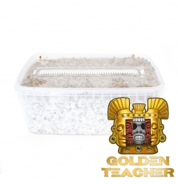 Psilocybe Cubensis Golden Teacher - Magic Mushroom Grow Kit 27,95  € Magic Mushroom Growkits