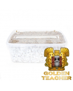 Psilocybe Cubensis Golden Teacher - Magic Mushroom Grow Kit 27,95  € Magic Mushroom Growkits