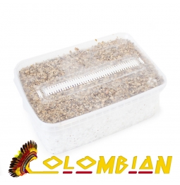 Cubensis Colombian - Magic Mushroom Grow Kit 27,95  € Magic Mushroom Growkits