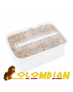 Cubensis Colombian - Magic Mushroom Grow Kit 27,95  € Magic Mushroom Growkits