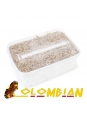 Cubensis Colombian - Magic Mushroom Grow Kit 27,95  € Paddo Growkits