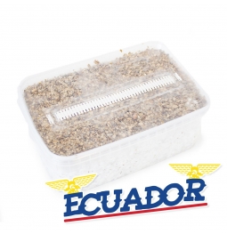 Cubensis Ecuador - Magic Mushroom Grow Kit 27,50   Magic Mushroom Growkits