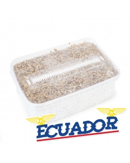 Cubensis Ecuador - Magic Mushroom Grow Kit 27,50   Magic Mushroom Growkits