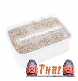 Psilocybe Cubensis Thai - Magic Mushroom Grow Kit 27,95   Paddo Growkits