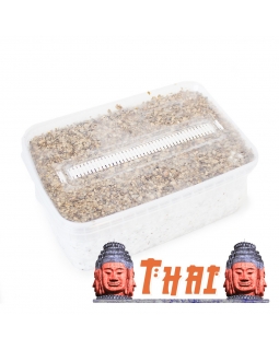 Psilocybe Cubensis Thai - Magic Mushroom Grow Kit 27,95   Magic Mushroom Growkits