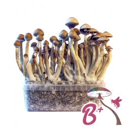 Cubensis B+ - Magic Mushroom Grow Kit 27,95  € Paddo Growkits