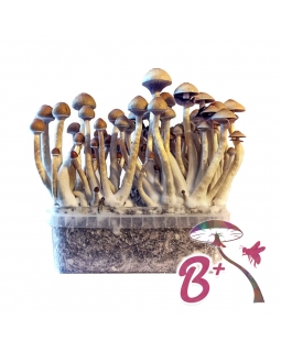Cubensis B+ - Magic Mushroom Grow Kit 27,95  € Paddo Growkits