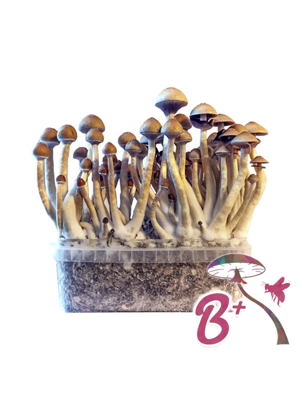 Cubensis B+ - Magic Mushroom Grow Kit 27,95  € Paddo Growkits Cubensis B+ - Magic Mushroom Grow Kit 27,95  € Paddo Growkits