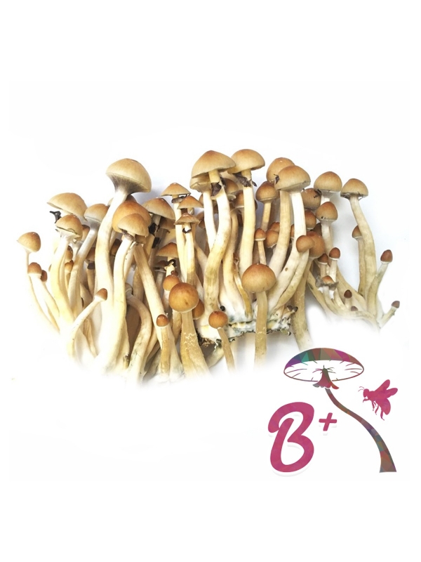 Cubensis B+ - Magic Mushroom Grow Kit 27,95  € Magic Mushroom Growkits
