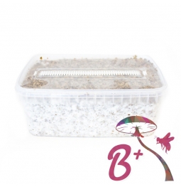 Cubensis B+ - Magic Mushroom Grow Kit 27,95  € Magic Mushroom Growkits