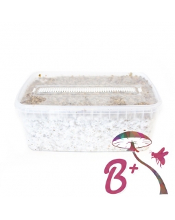 Cubensis B+ - Magic Mushroom Grow Kit 27,95  € Magic Mushroom Growkits