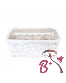 Cubensis B+ - Magic Mushroom Grow Kit 27,95  € Paddo Growkits