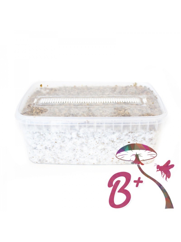 Cubensis B+ - Magic Mushroom Grow Kit 27,95  € Paddo Growkits Cubensis B+ - Magic Mushroom Grow Kit 27,95  € Paddo Growkits