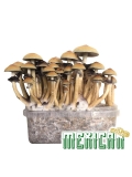 Cubensis Mexican - Magic Mushroom Grow Kit