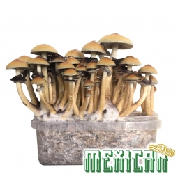 Cubensis Mexican - Magic Mushroom Grow Kit 27,95   Paddo Growkits
