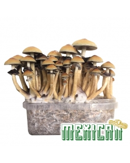 Cubensis Mexican - Magic Mushroom Grow Kit 27,95   Magic Mushroom Growkits