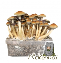 Psilocybe Cubensis McKennaii - Magic Mushroom Grow Kit 27,95  € Paddo Growkits