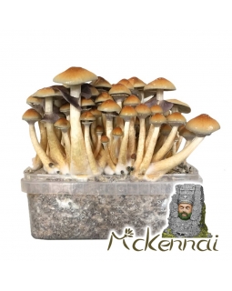 Psilocybe Cubensis McKennaii - Magic Mushroom Grow Kit 27,95  € Magic Mushroom Growkits