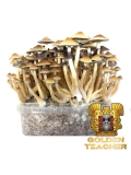 Psilocybe Cubensis Golden Teacher - Magic Mushroom Grow Kit