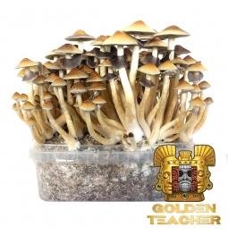 Psilocybe Cubensis Golden Teacher - Magic Mushroom Grow Kit 27,95  € Magic Mushroom Growkits