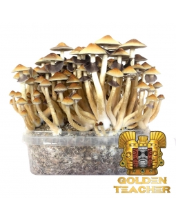 Psilocybe Cubensis Golden Teacher - Magic Mushroom Grow Kit 27,95  € Paddo Growkits