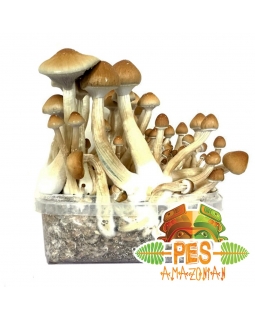 Psilocybe Cubensis PES Amazonian - Magic Mushroom Grow Kit 27,95   Paddo Growkits