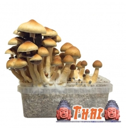 Psilocybe Cubensis Thai - Magic Mushroom Grow Kit 27,95   Paddo Growkits