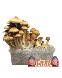 Psilocybe Cubensis Thai - Magic Mushroom Grow Kit 27,95   Paddo Growkits
