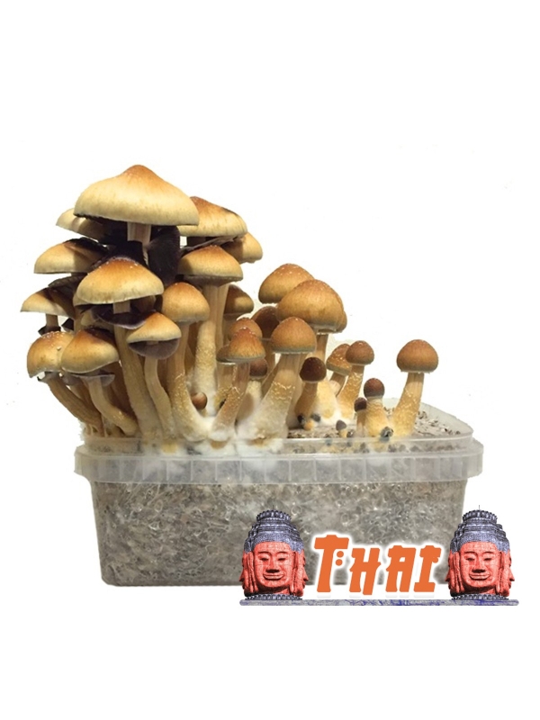 Psilocybe Cubensis Thai - Magic Mushroom Grow Kit 27,95   Magic Mushroom Growkits